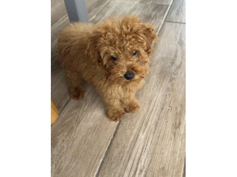 Toy poodle kore kan 3 aylık erkek yavru
