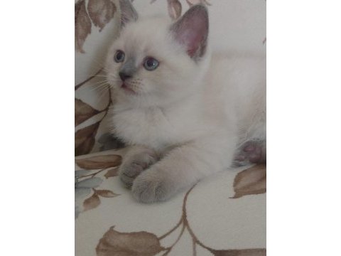 Safkan blue point bebek kedilerim