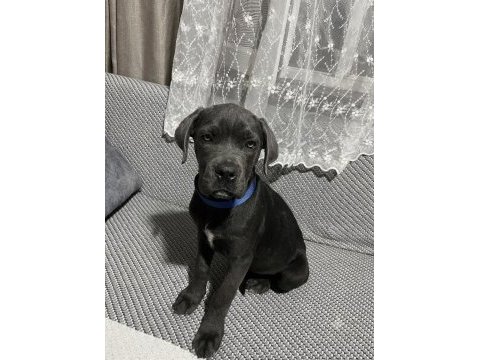 Blue ve siyah cane corso erkek yavrular