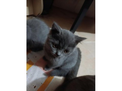 Ev üretimi erkek ve dişi british shorthair
