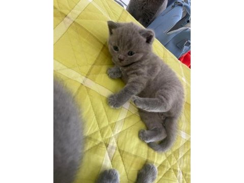 3 adet yavru kedimiz