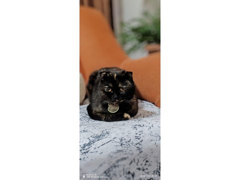 Ücretsiz scottish fold dişi
