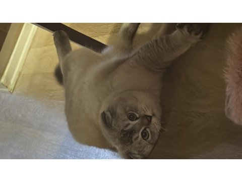 Erkek british shorthair ücretsiz sahiplendirme