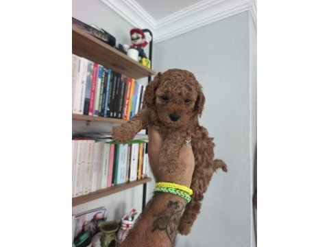 Maltipoo bebekler