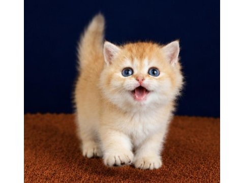 British shorthair ve longhair golden yavrular