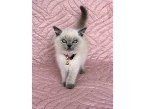Denizli british blue point 2.5 aylık