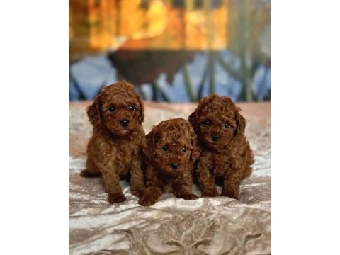 Güzellik abidesi red toy poodle bebekler