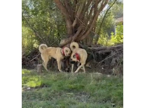 Domuza kurda garantili sürü köpekleri