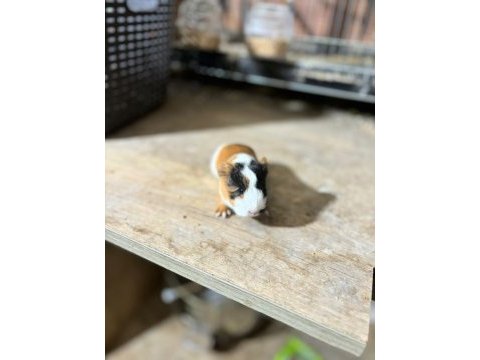 İstanbul bağcılar sahibinden ginepig