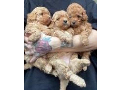 Erkek dişi toy poodle