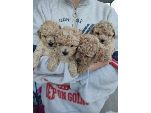Ped eğitimli maltipoo kızımız
