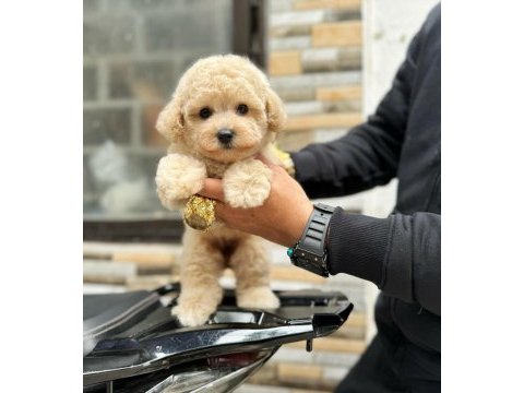 Maltipoo yavrularım