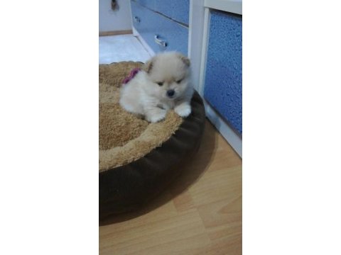 Stres savar pomeranian spitz