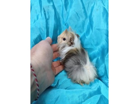 Harika safkan peruvian ginepig yavrular
