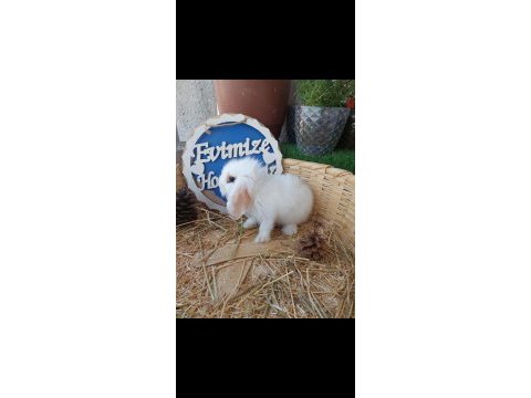 Teddy lop tavşanı yavruları