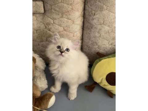 Mavi gözlü british longhair