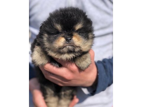 Saf kan black tan ayı surat erkek pomeranian