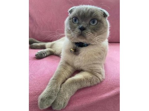 Scottish fold blue point erkek
