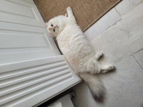 Son british longhair golden erkek yavrum