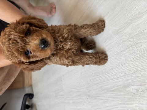 15 haziran doğumlu dişi toy poodle