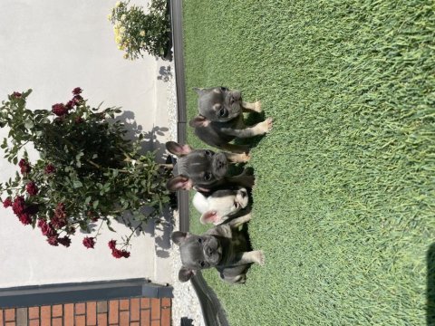 Fransız bulldog yavrular