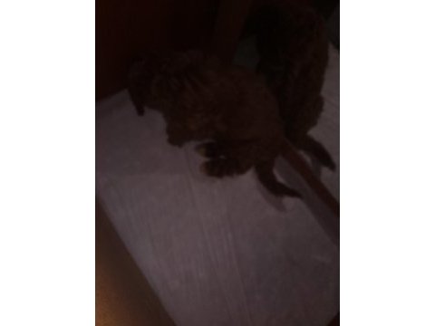 Toy poodle köpeği