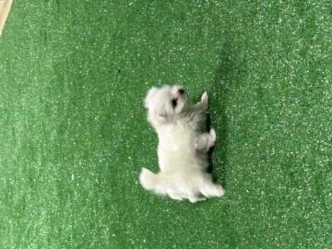 Oyuncu kore maltese erkek bebek