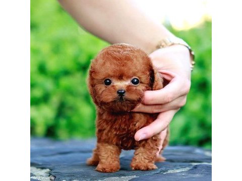 Toy poodle bebek köpeklerim