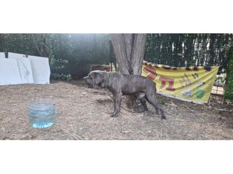 Cane corso blue köpeğimiz