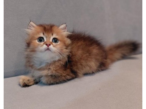 Safkan brıtısh golden erkek yavru