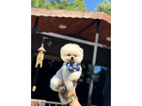 Pamuk şekeri pomeranian boo