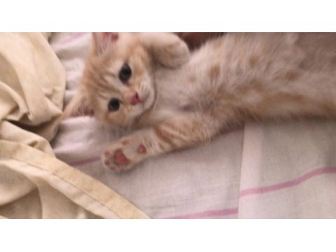 3 aylık british shorthair afancan kedim
