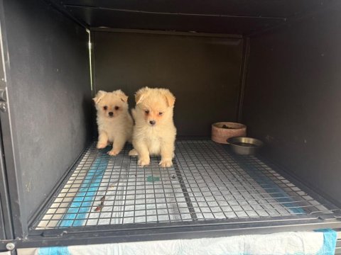 Pomeranian spitz 