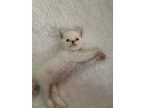 2 aylık scottish fold yavrular