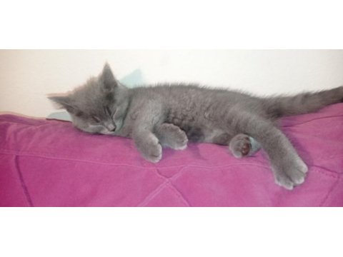 Blue british shorthair bebekler
