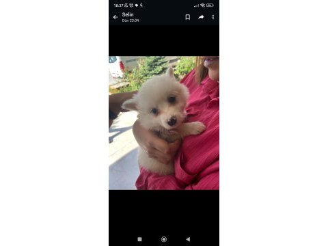 2.5 aylık yavru pomeranian boo