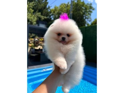 Orjinal pomeranian boo
