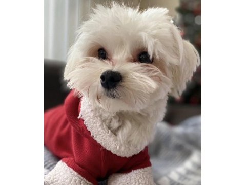 Ücretsiz sahiplendirme maltese terrier erkek