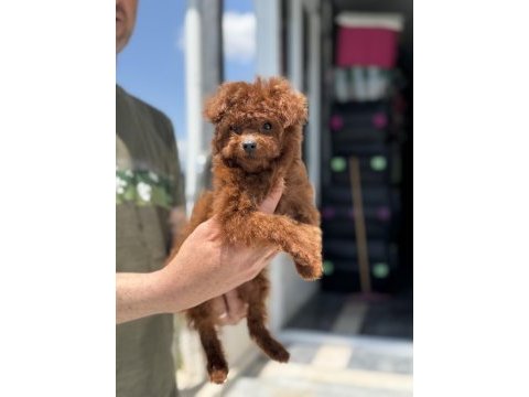 Yasal ruhsatlı çiftlikden ziyarete açık kore toy poodle