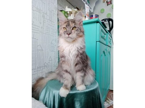 Maine coon dişi kedimiz