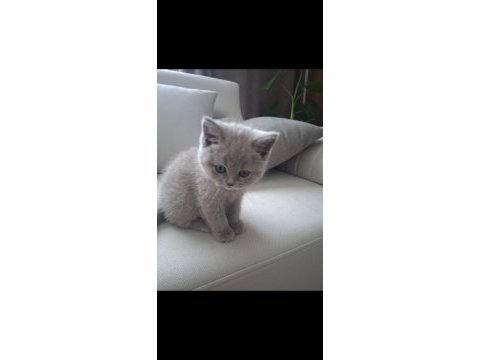 Orjinal safkan brıtısh shorthaır lılac yavru