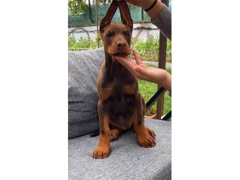 King doberman yavruları