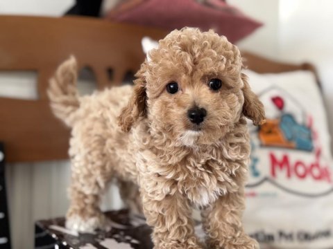 Petmode köpek çiftliğinde ziyarete açık maltipoo