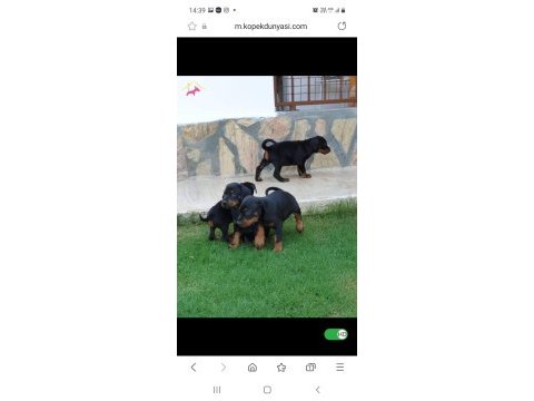 Doberman yavrular