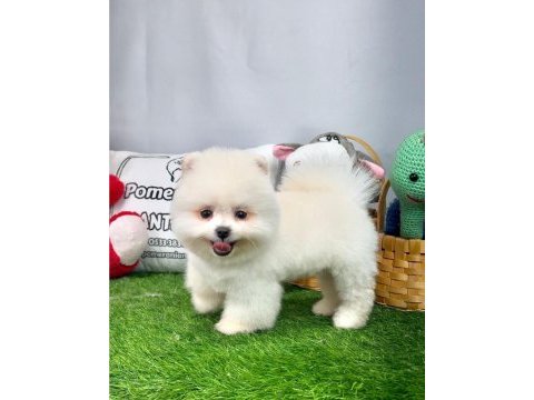 Antalya orjinal her renk pomeranian yavrular