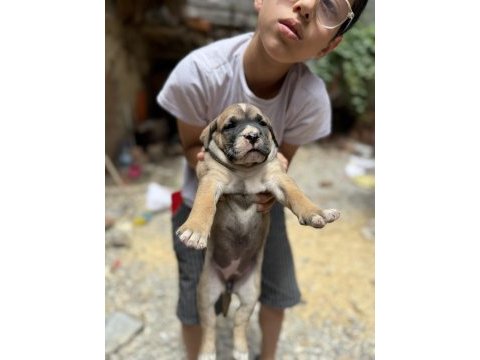A class presa canario yavrular