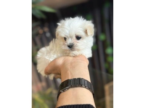 Pamuk bebek maltese
