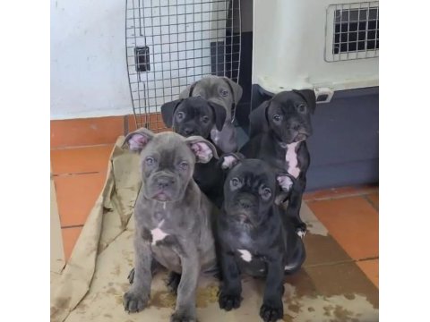 Can dostunuz cane corso kapıda ödeme mevcuttur