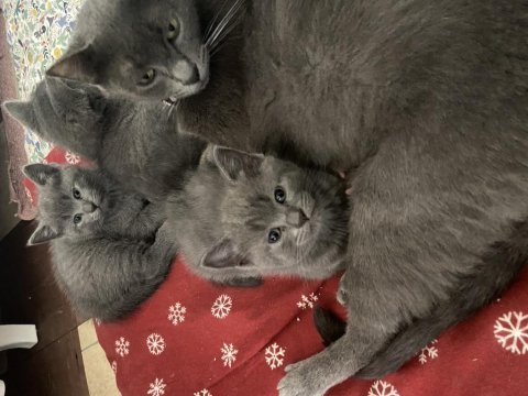 British shorthair russian blue melezi