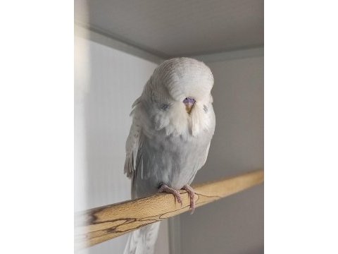 Üst vasıf show jumbo yavru ve damızlık muhabbet